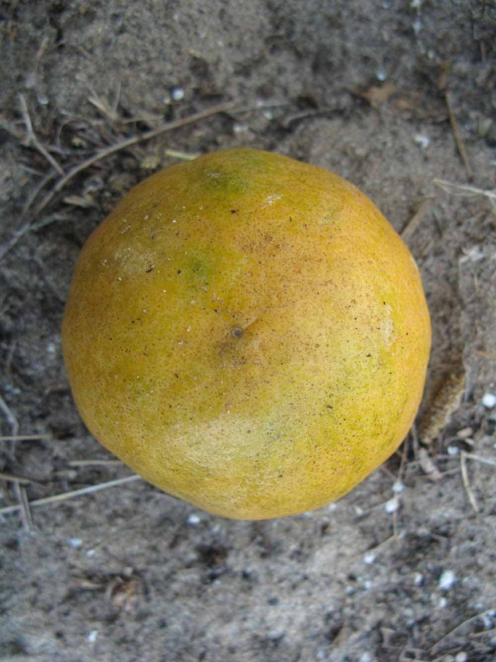              Fruit (Winter Haven, FL)   